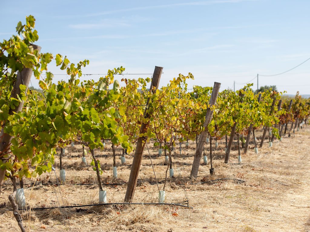 Vinhedos do Alentejo